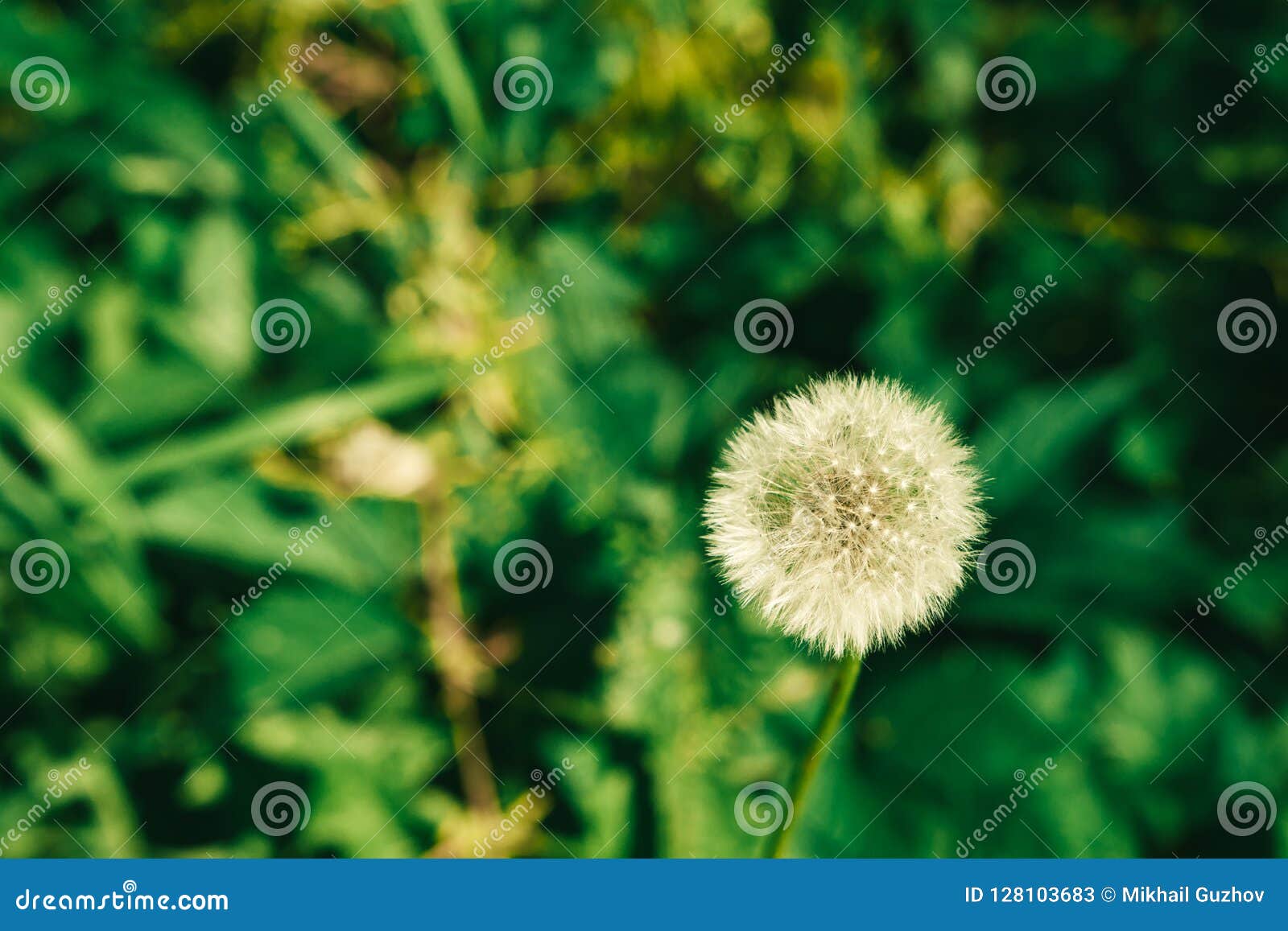dandelion growing in the green grass in the summer