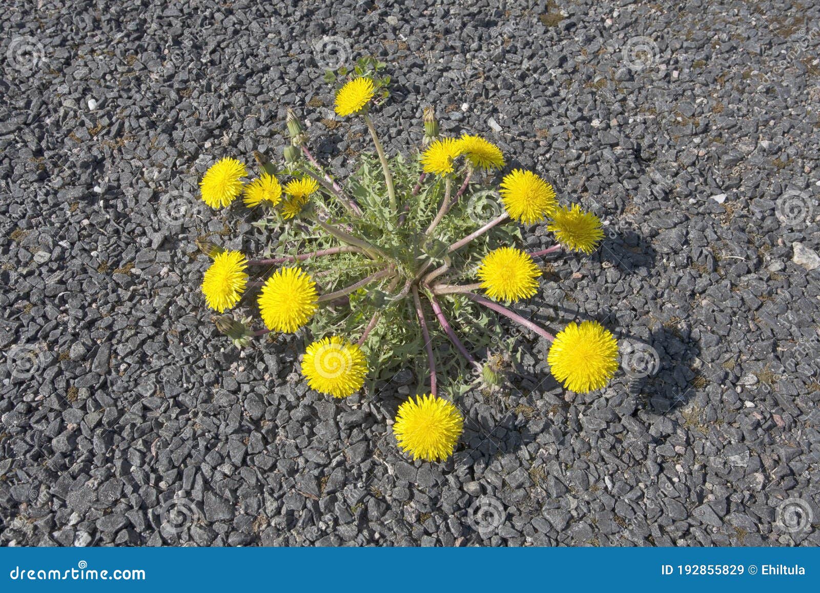 Dandelion Growing on Tarmac Stock Image - Image of flowers, gray: 192855829