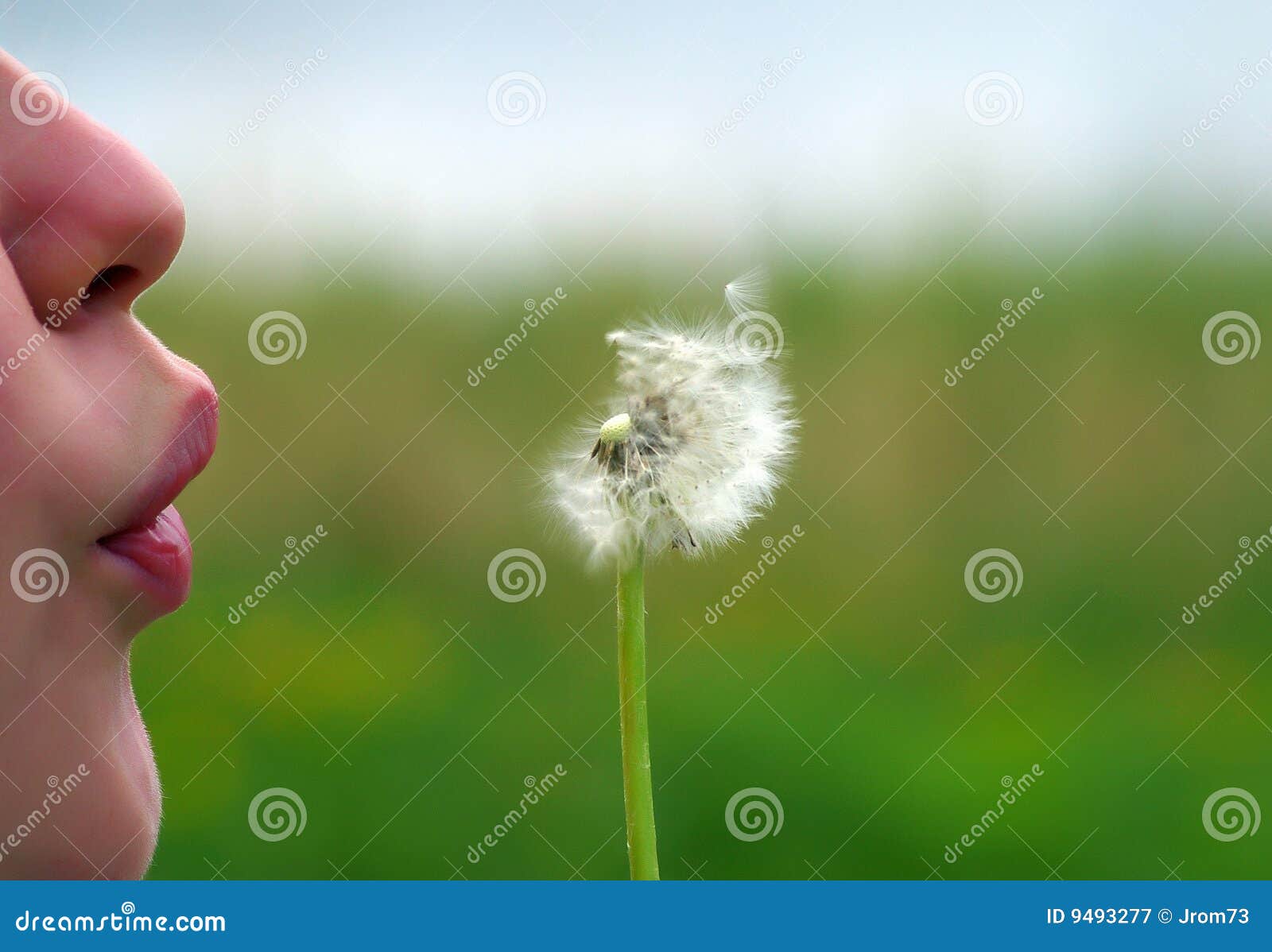 Dandelion kiss stock image. Image of lips, dandelion, parking - 9493277