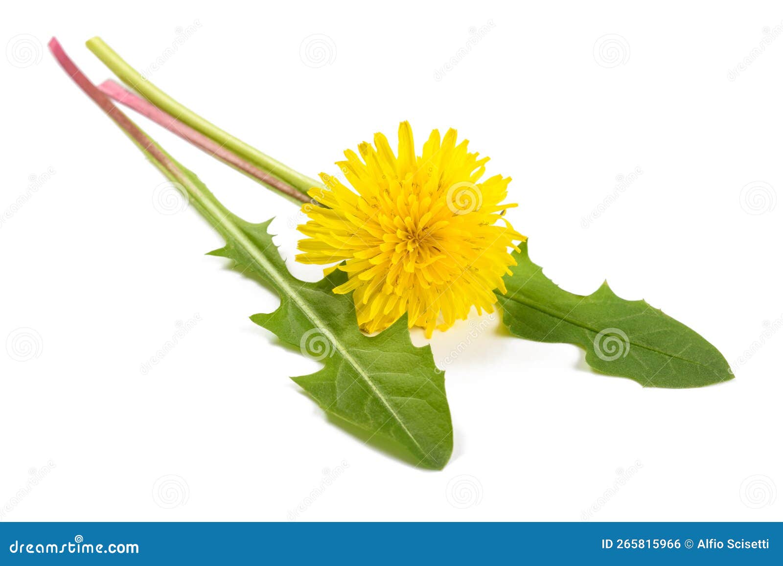 Dandelion Leaves with Flower Stock Photo Image of isolated, leaf