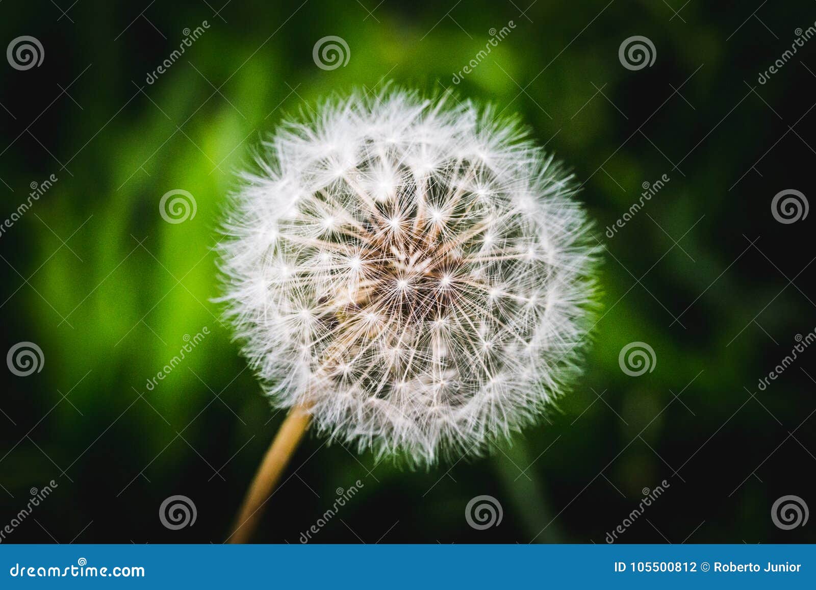 dandelion in macro