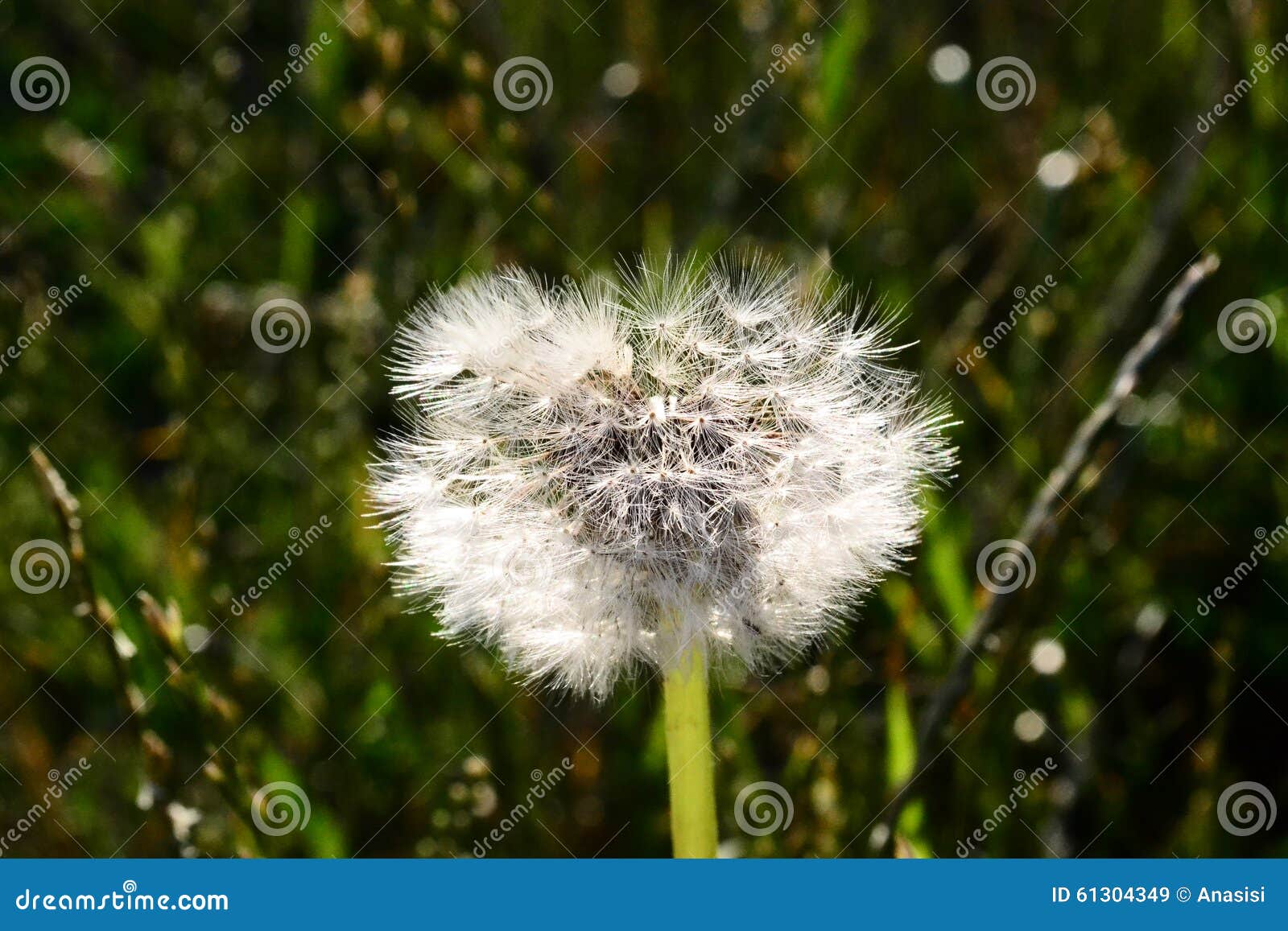 Dandelion On The Meadow Growing Alone Stock Image Image of growing