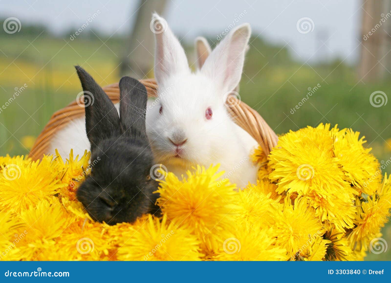 Можно кроликам давать одуванчики. Кролик в одуванчиках. Кролик ест одуванчик. Фотосессия с кроликом в одуванчиках. Крольчонок одуванчик.