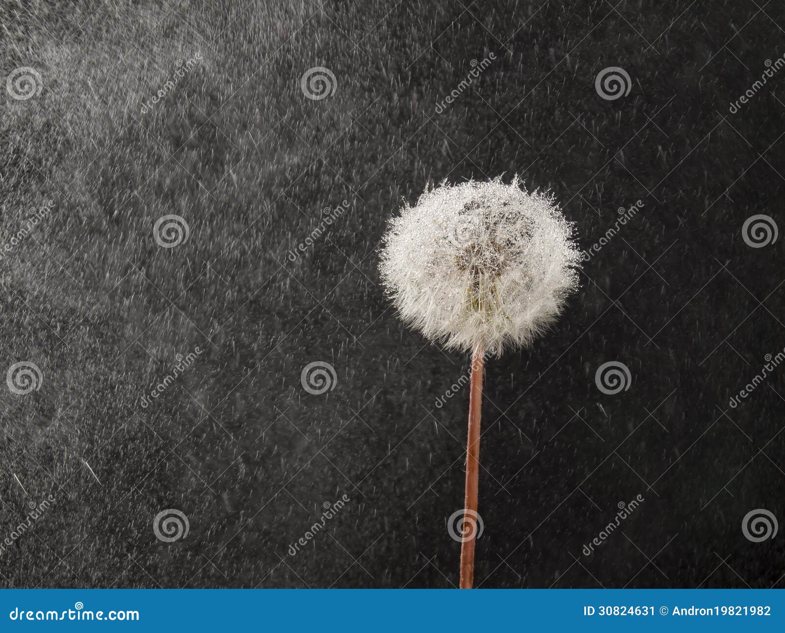 dandelion-in-the-rain-stock-image-image-of-lonely-cost-30824631