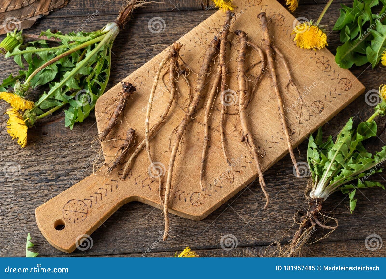 Dandelion Roots on a Cutting Board Stock Image Image of cankerwort