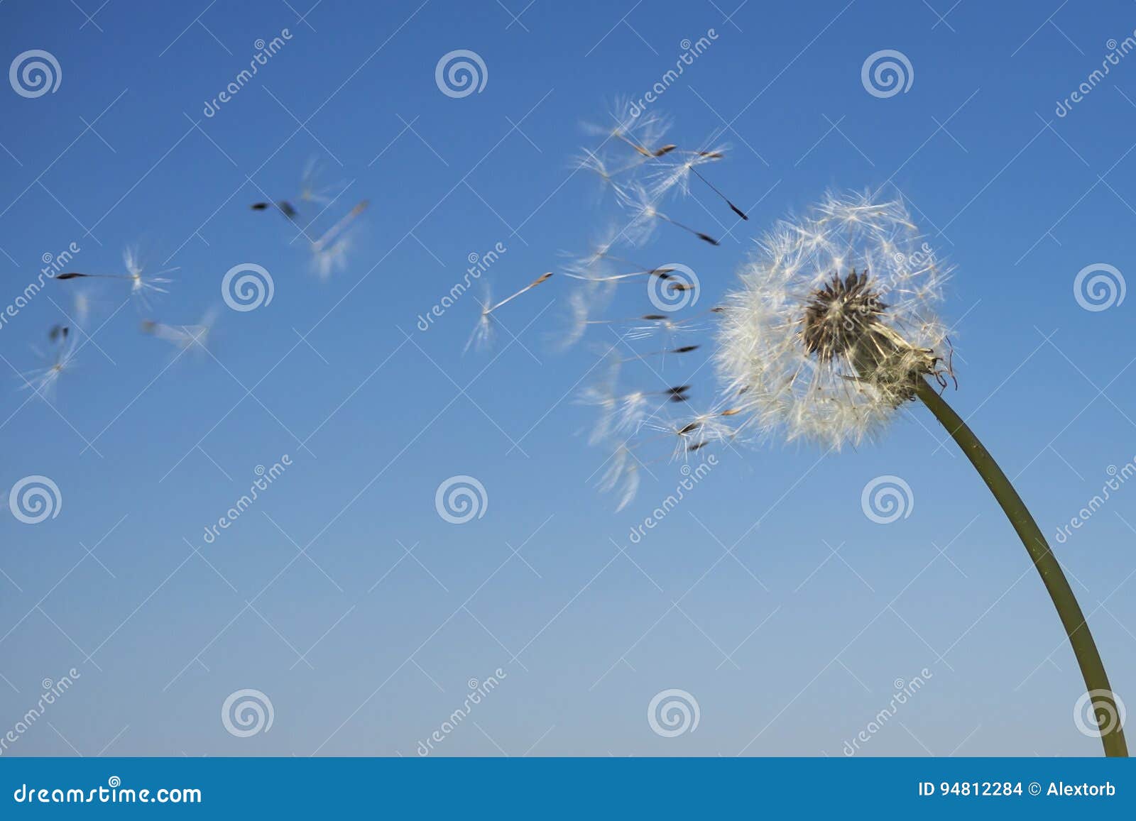 Winded away. Одуванчик на который дует ветер. Дуть на одуванчик фото. A Wind blowing a Dandelion. Картинка -видео с одуванчиками распыляющими семена.