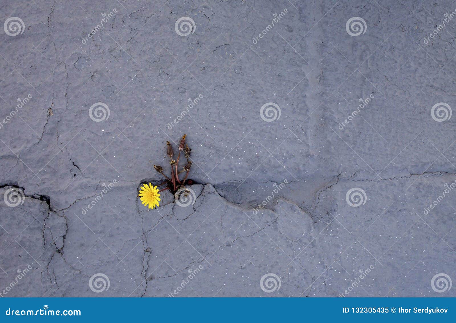 dandelion sprouts through the concrete floor. the  of struggle and resistance. concept: don `t give up no matter what,