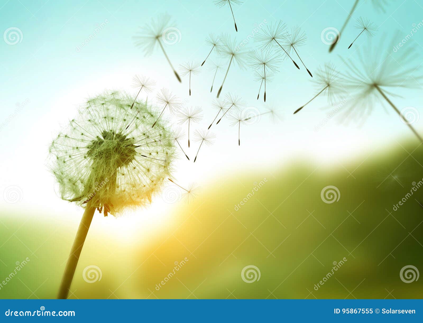 dandelion in the wind