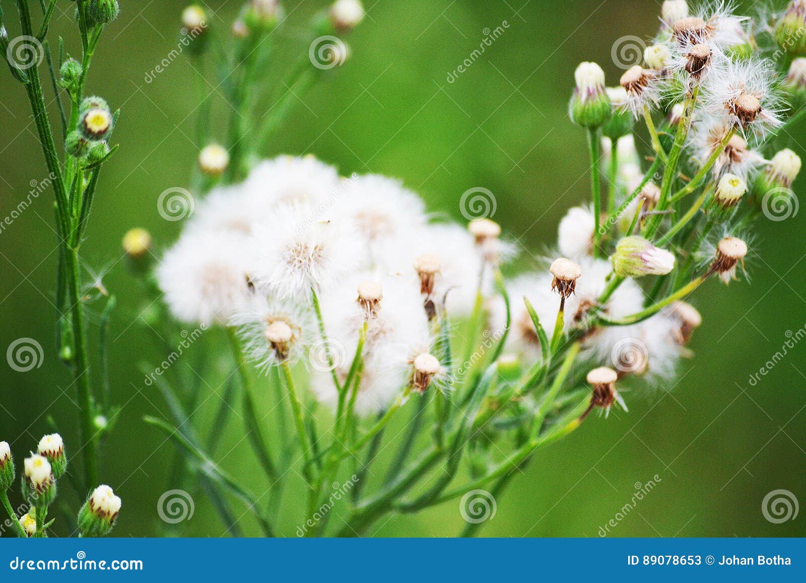 pics Flower That You Can Blow And Make A Wish dandelion wishes stock image image of dandelion wishes 89078653