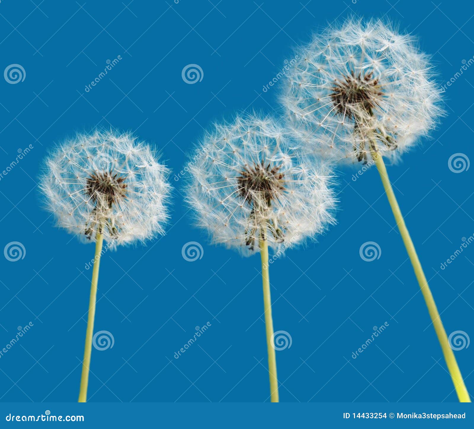 My Image 19