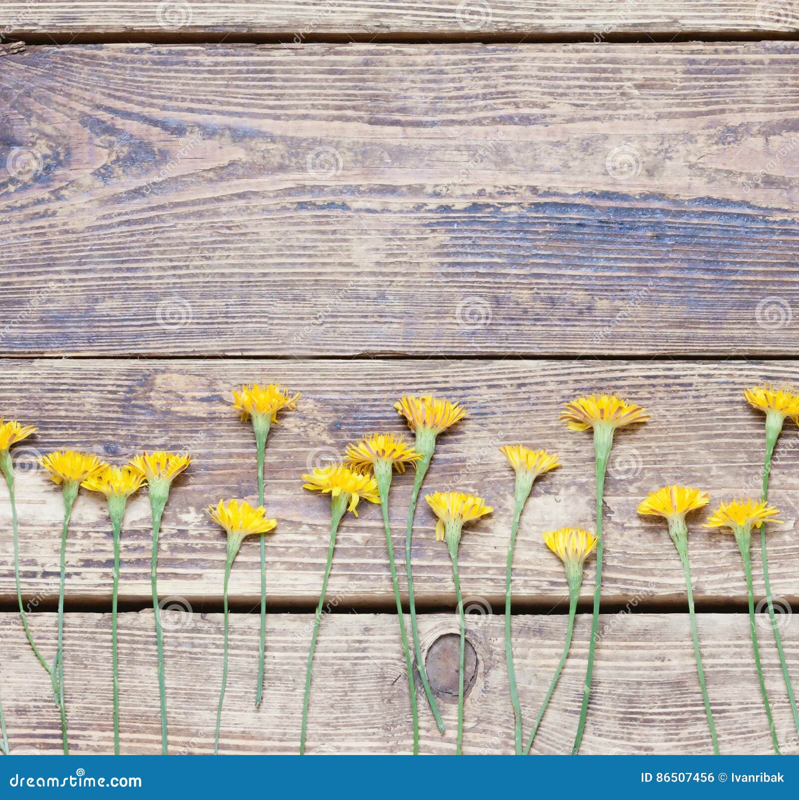 Dandelions on the Boards.simple Rustic Stock Photo Image of nature