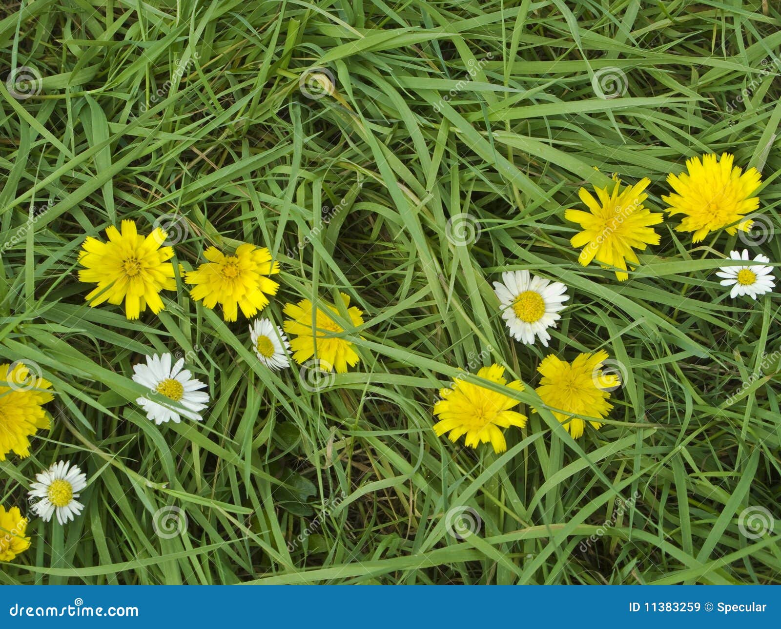 Dandelions and Daisies stock image. Image of pretty, background 11383259