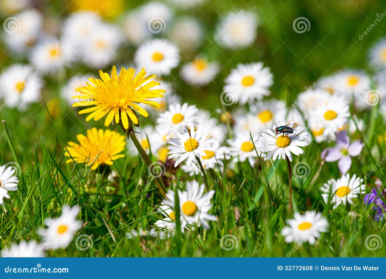 Dandelions and daisies stock photo. Image of bellis, flower 32772608
