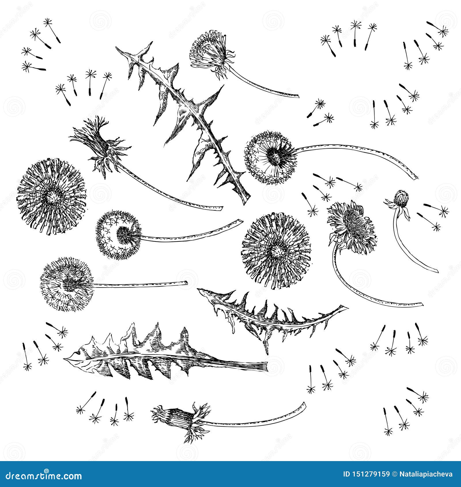 Dandelions Flowers Seamless Pattern. Hand Drawn Sketches. Stock Vector 