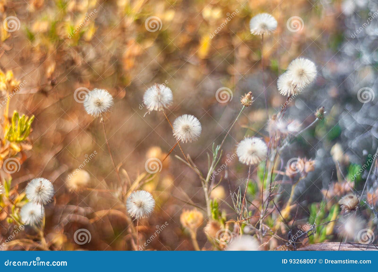 dandelions in spring