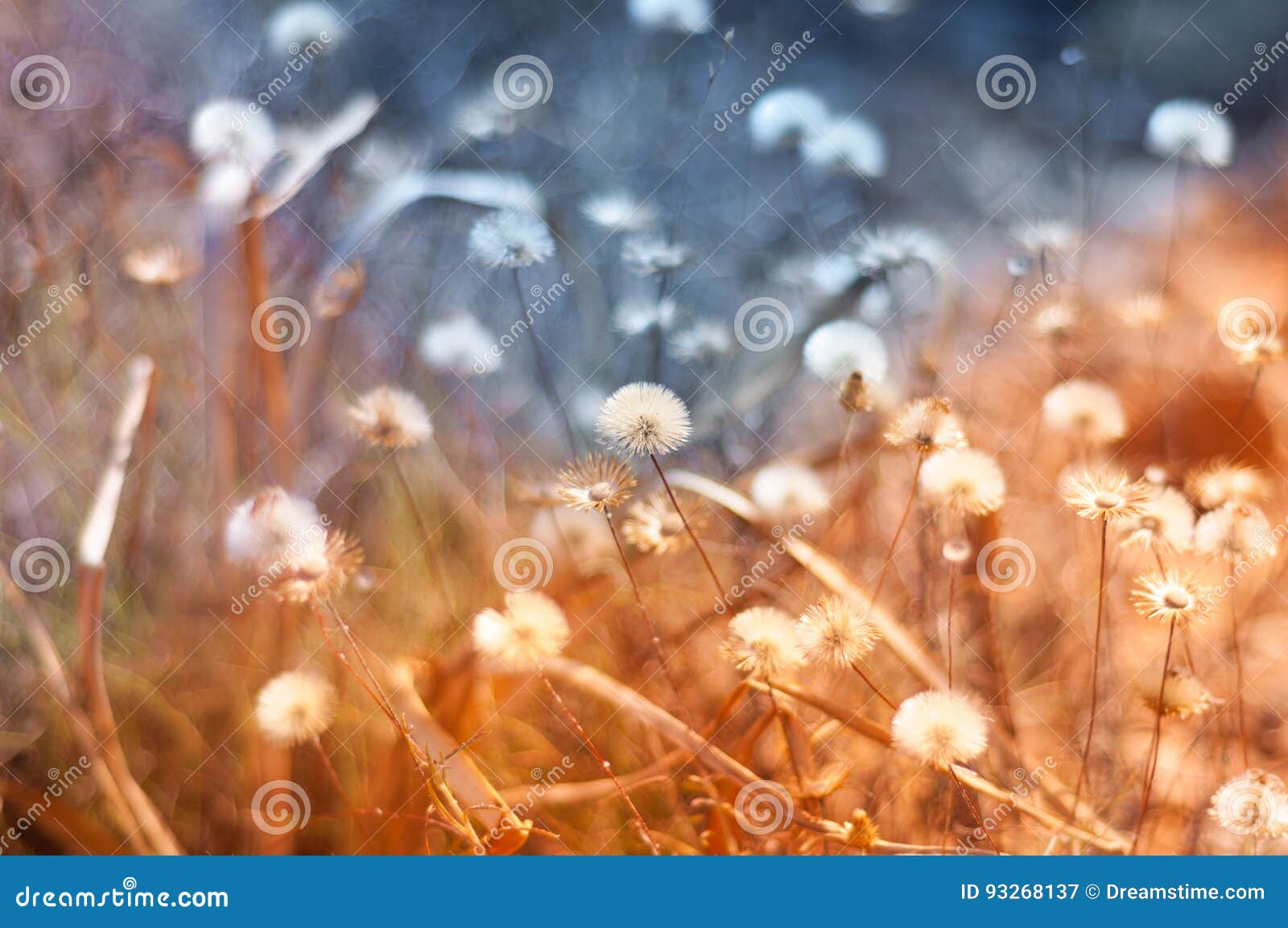 dandelions in spring and colors