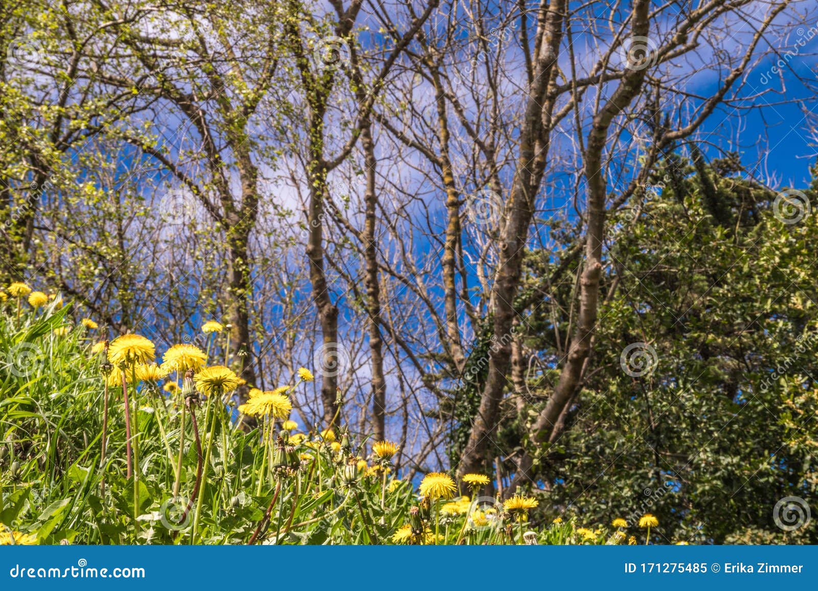 dandelions, trees and the sky