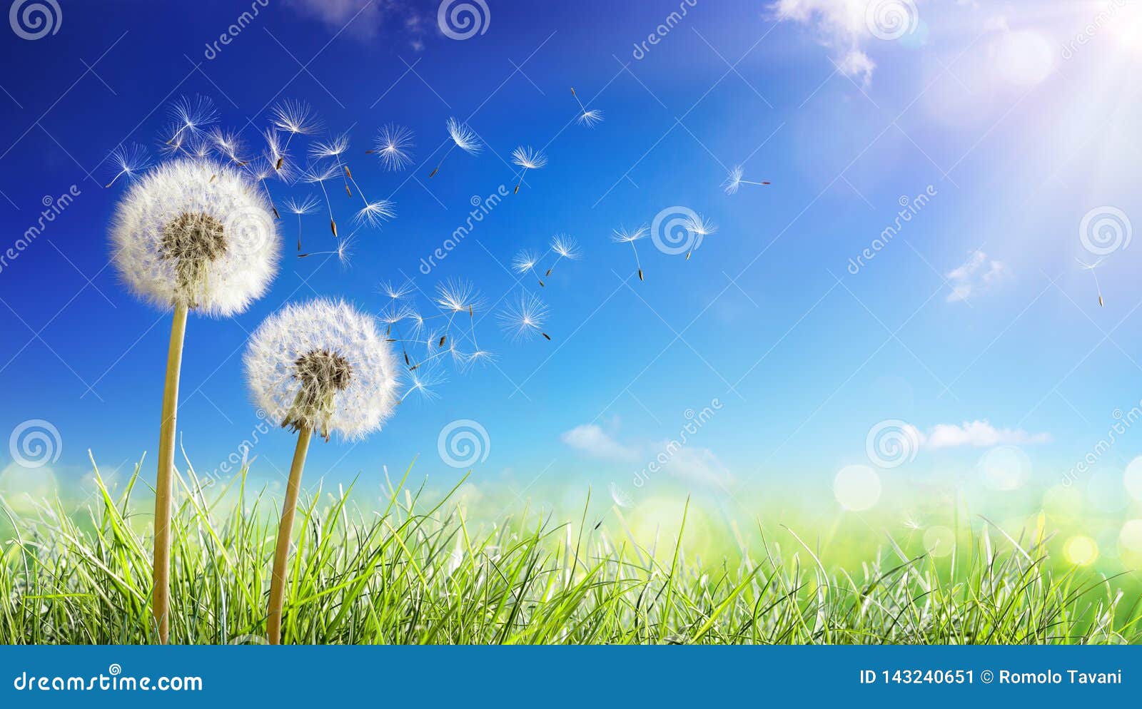 dandelions with wind in field - seeds blowing away