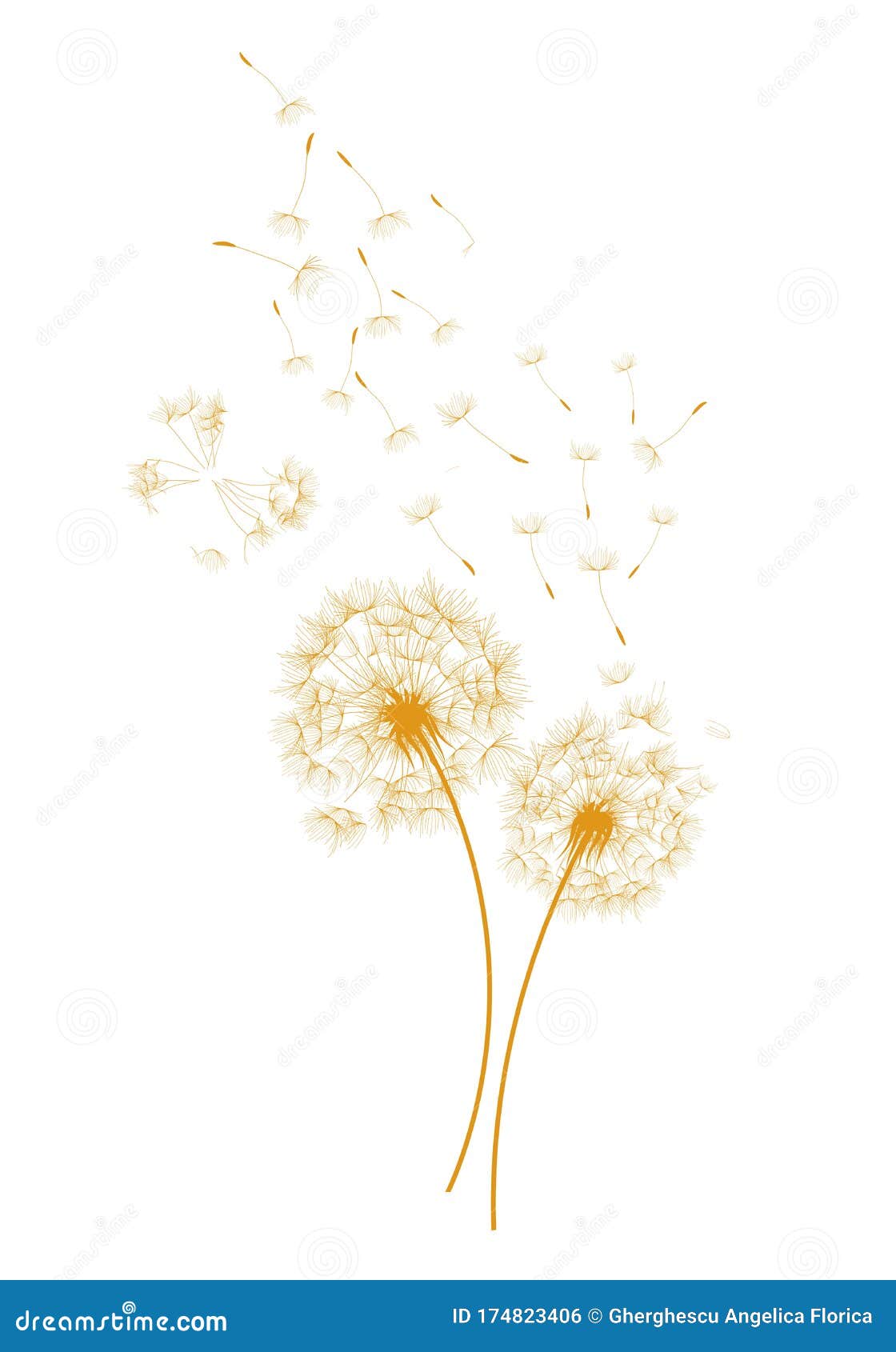 dandelions and wind - 