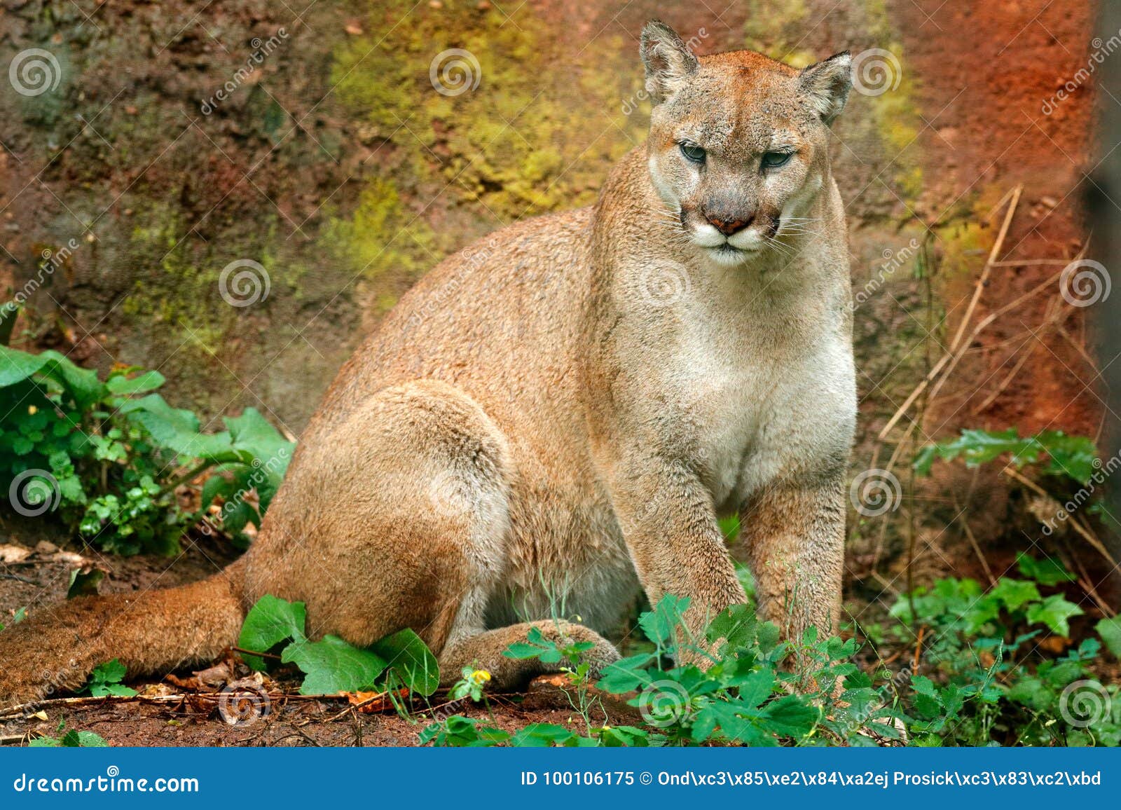 Nature Habitat. Puma Concolor 
