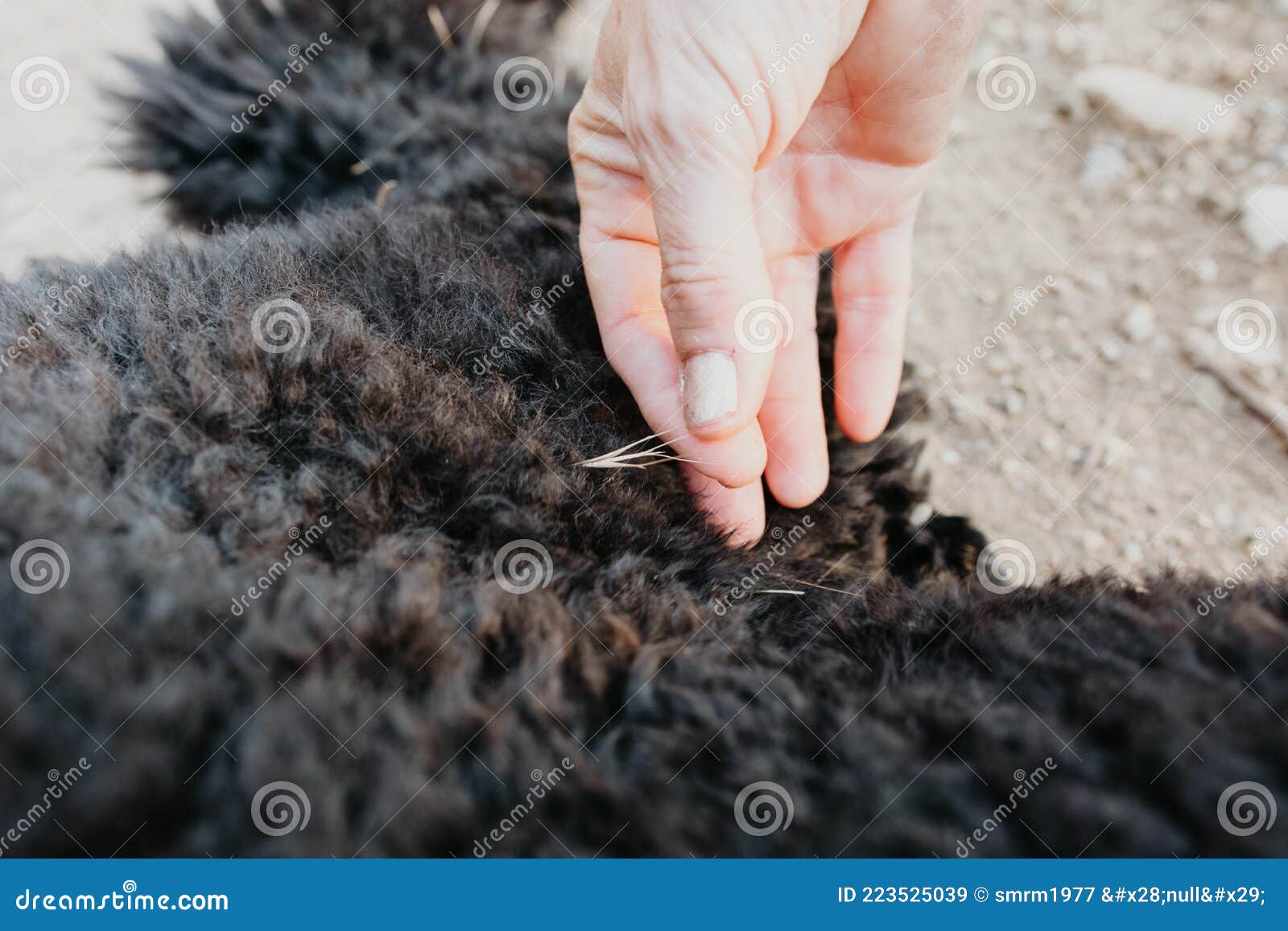 Danger of Grass Seeds for Dogs Concept Stock Image Image of dangerous, outdoors 223525039