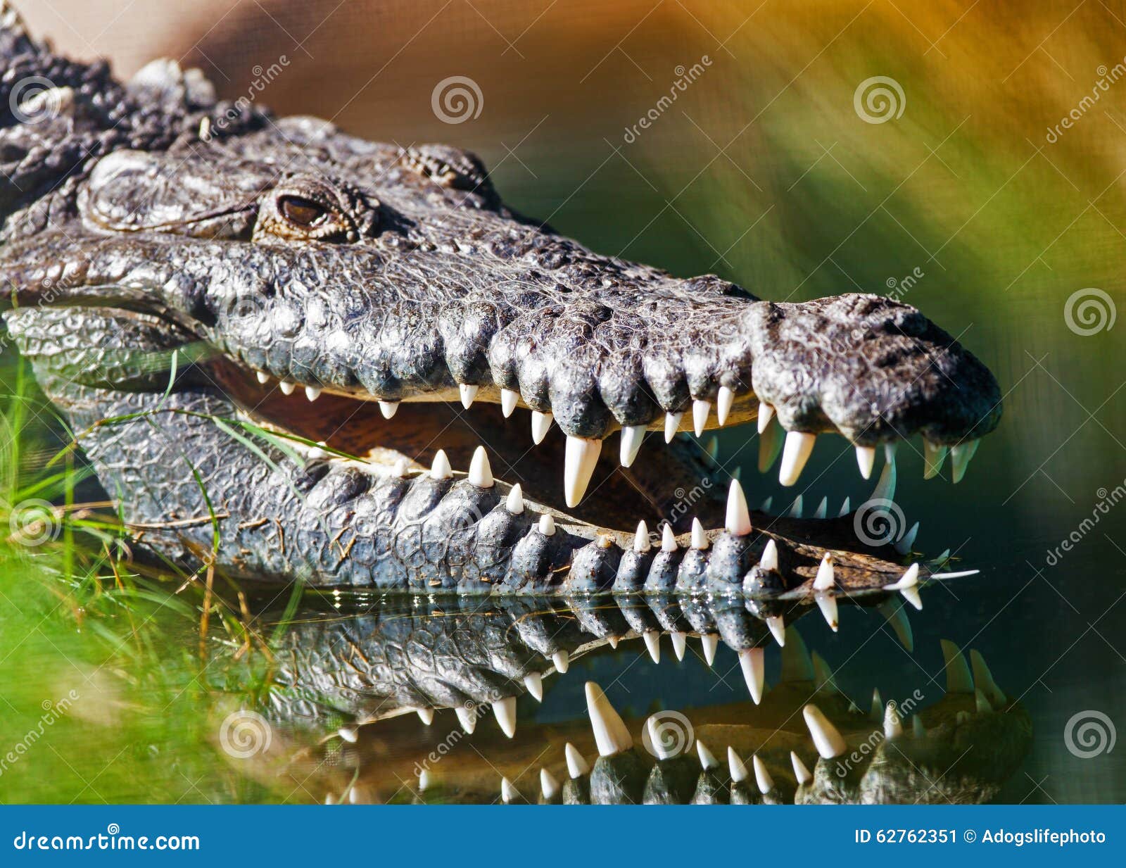 dangerous american crocodile in water