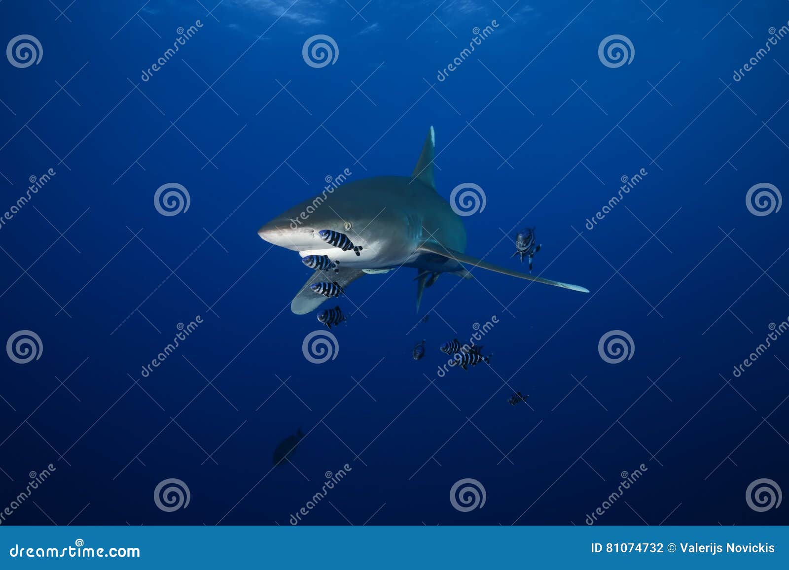 Dangerous Big Shark Red Sea Stock Photo - Image of environment, life