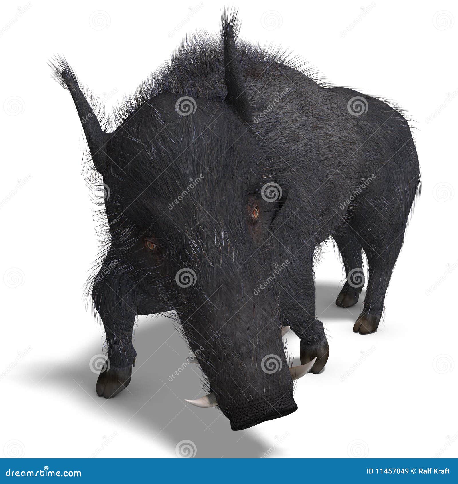dangerous black boar is stiff-bristled