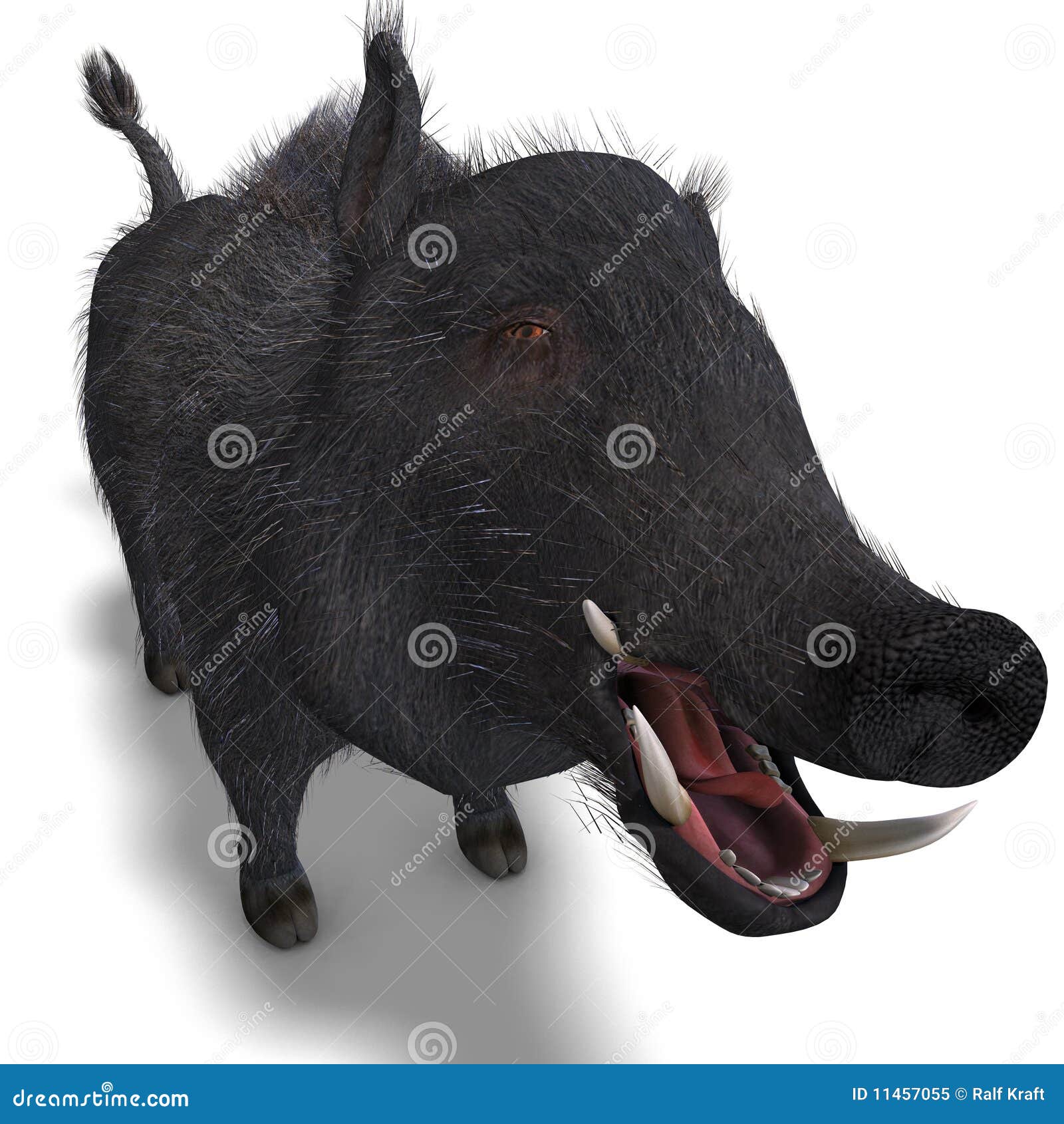 dangerous black boar is stiff-bristled
