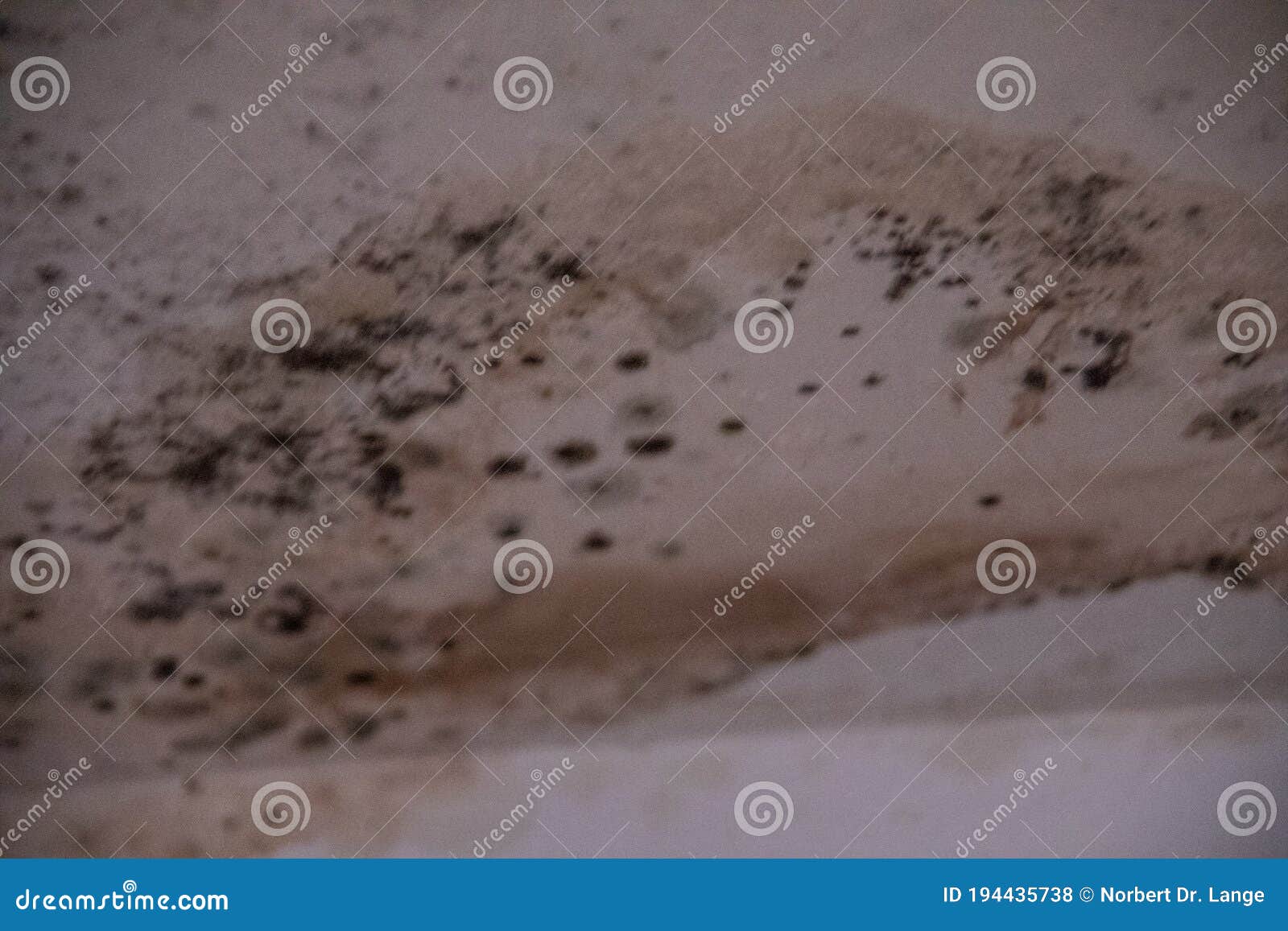 Black Mold on the House Walls Stock Photo Image of house, cracked