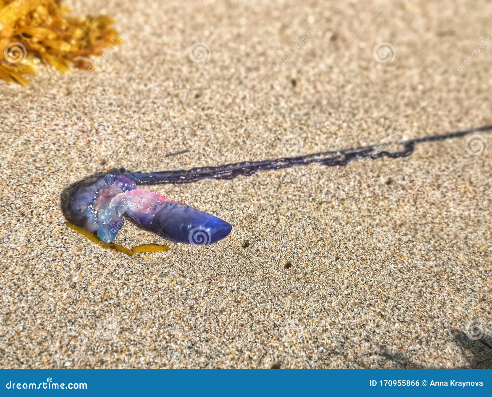 115 Fish Jelly War Photos Free Royalty Free Stock Photos From Dreamstime 115 Fish Jelly War Photos Free Royalty Free Stock Photos From Dreamstime