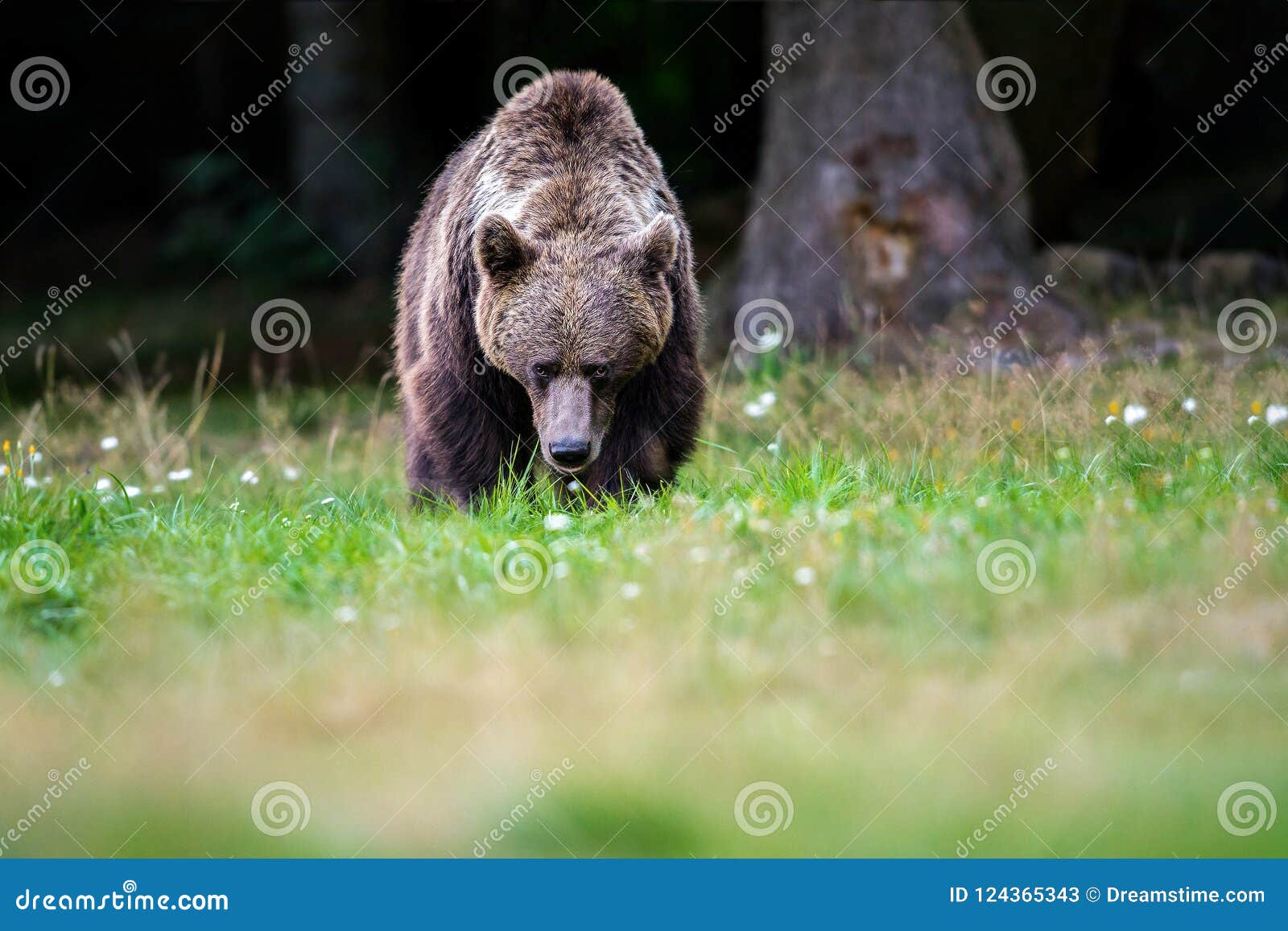Dangerous brown bear stock image. Image of cubs, fear 124365343