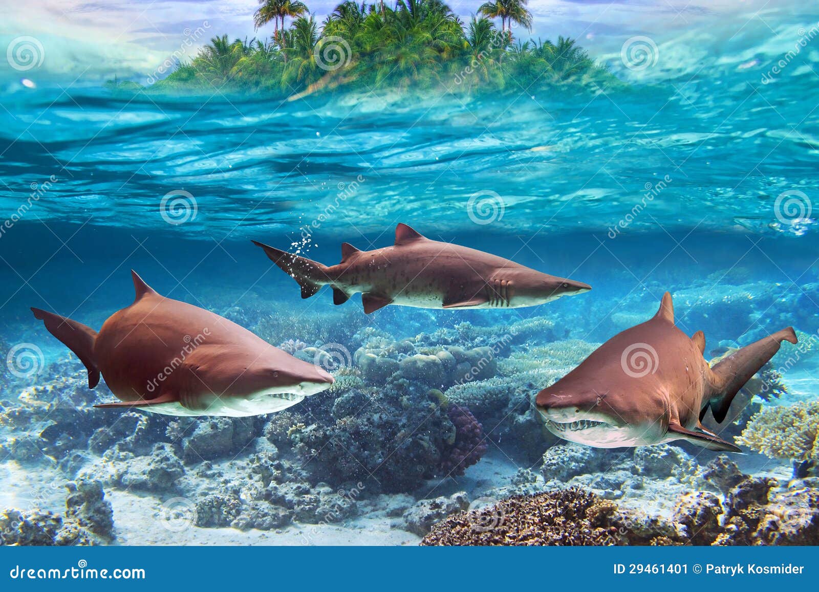 Dangerous Bull Sharks Underwater Stock Image - Image of diving, lagoon