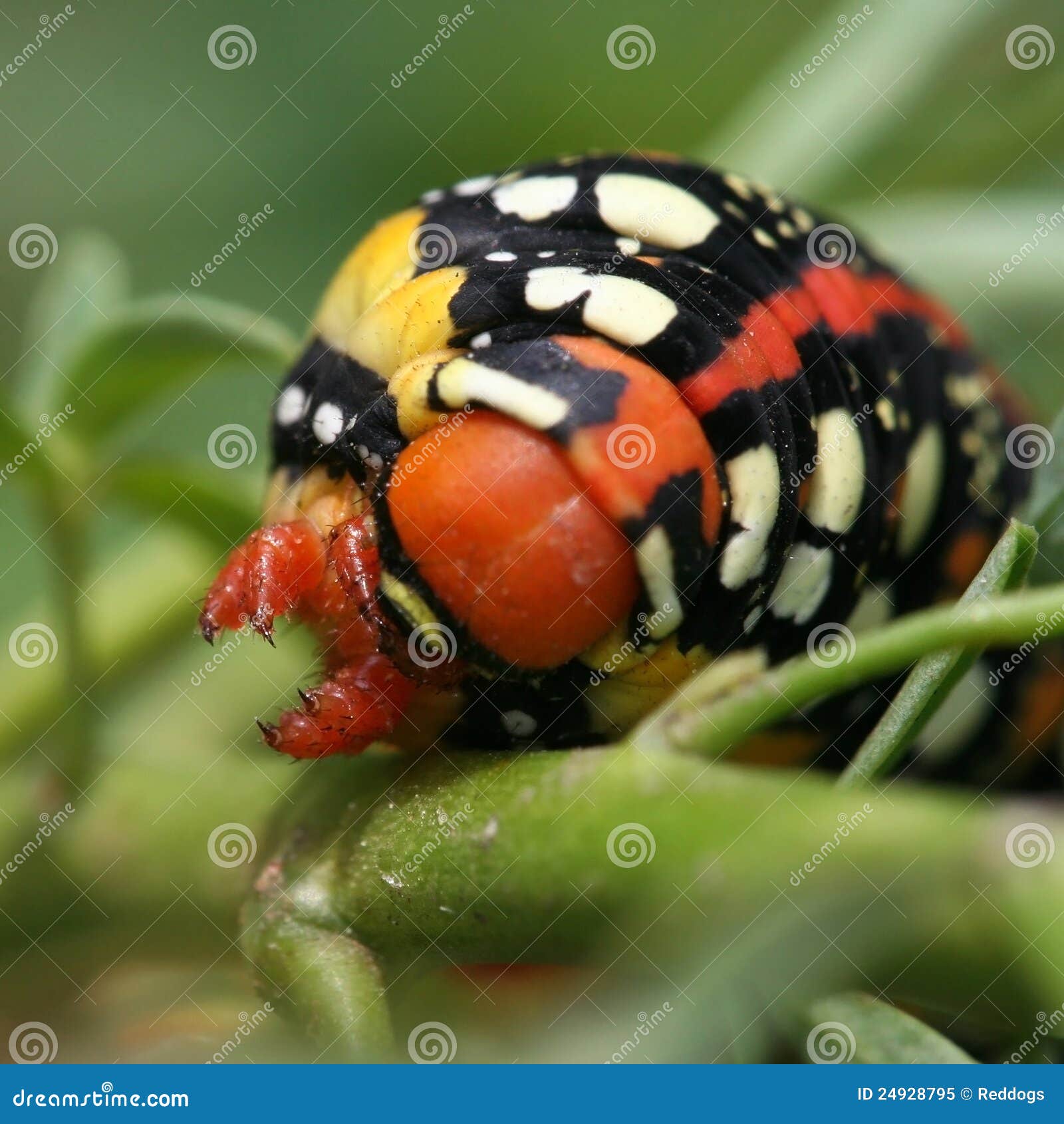 Dangerous caterpillar stock image. Image of macro, color 24928795