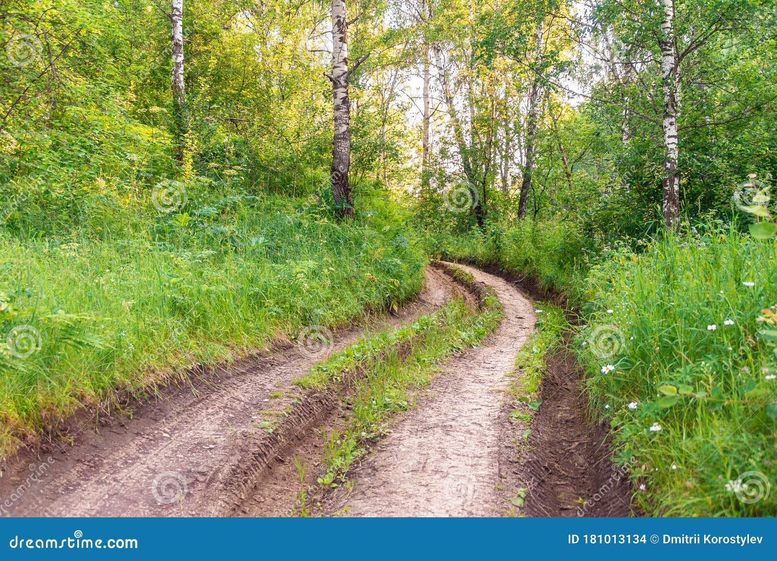 Dangerous Dirt Road Passes through Summer Forest Stock Photo Image of