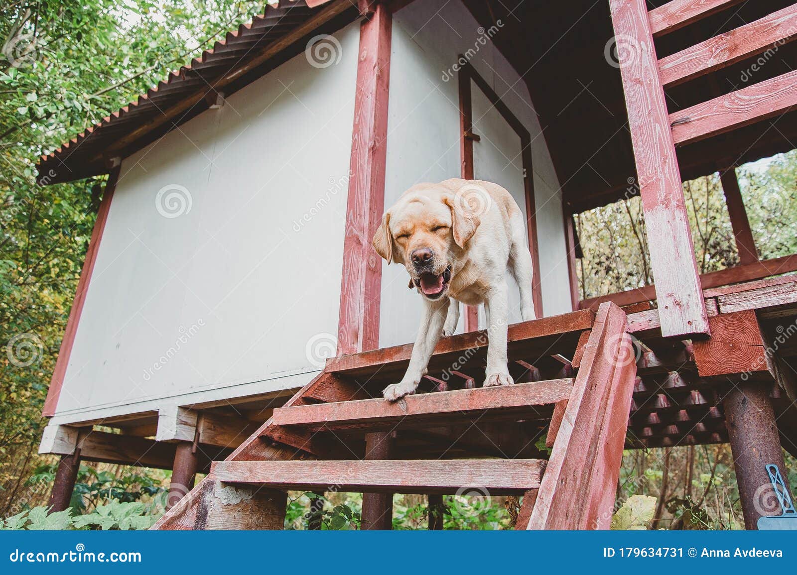 is labrador dog dangerous