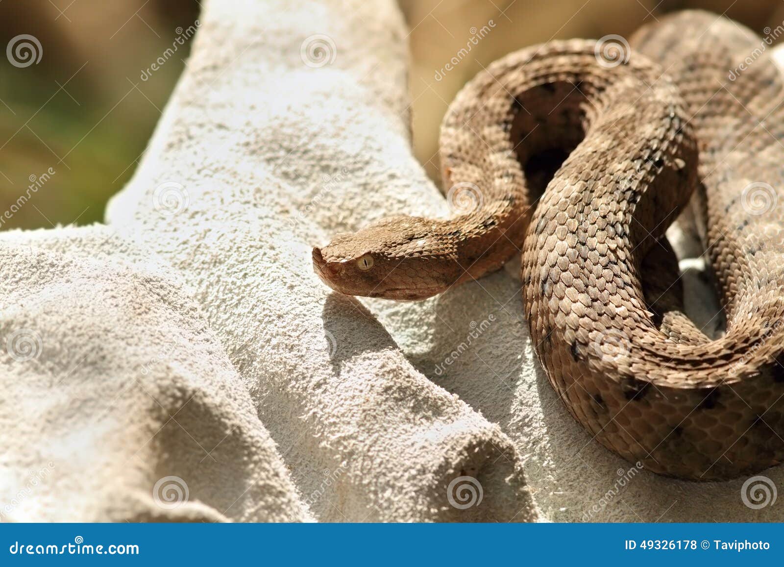 Dangerous European Snake on Glove Stock Photo - Image of brown, animal