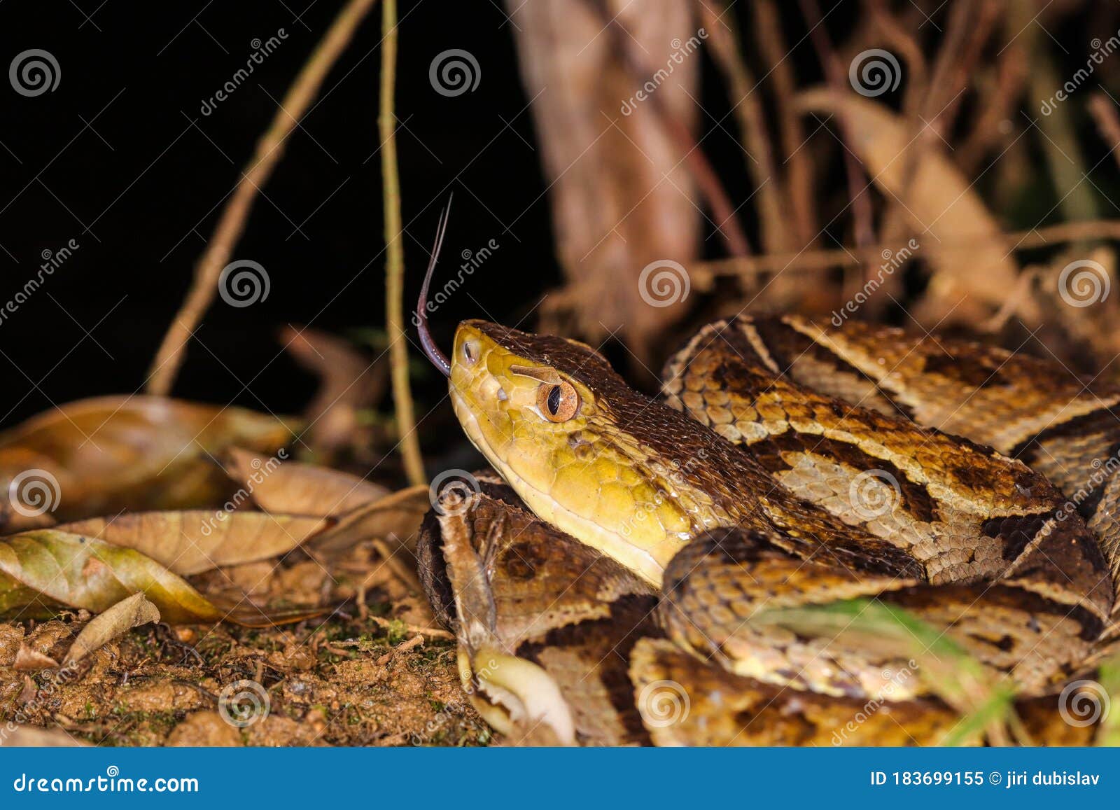 the dangerous fer de lance ( terciopelo ) from the jungle floor