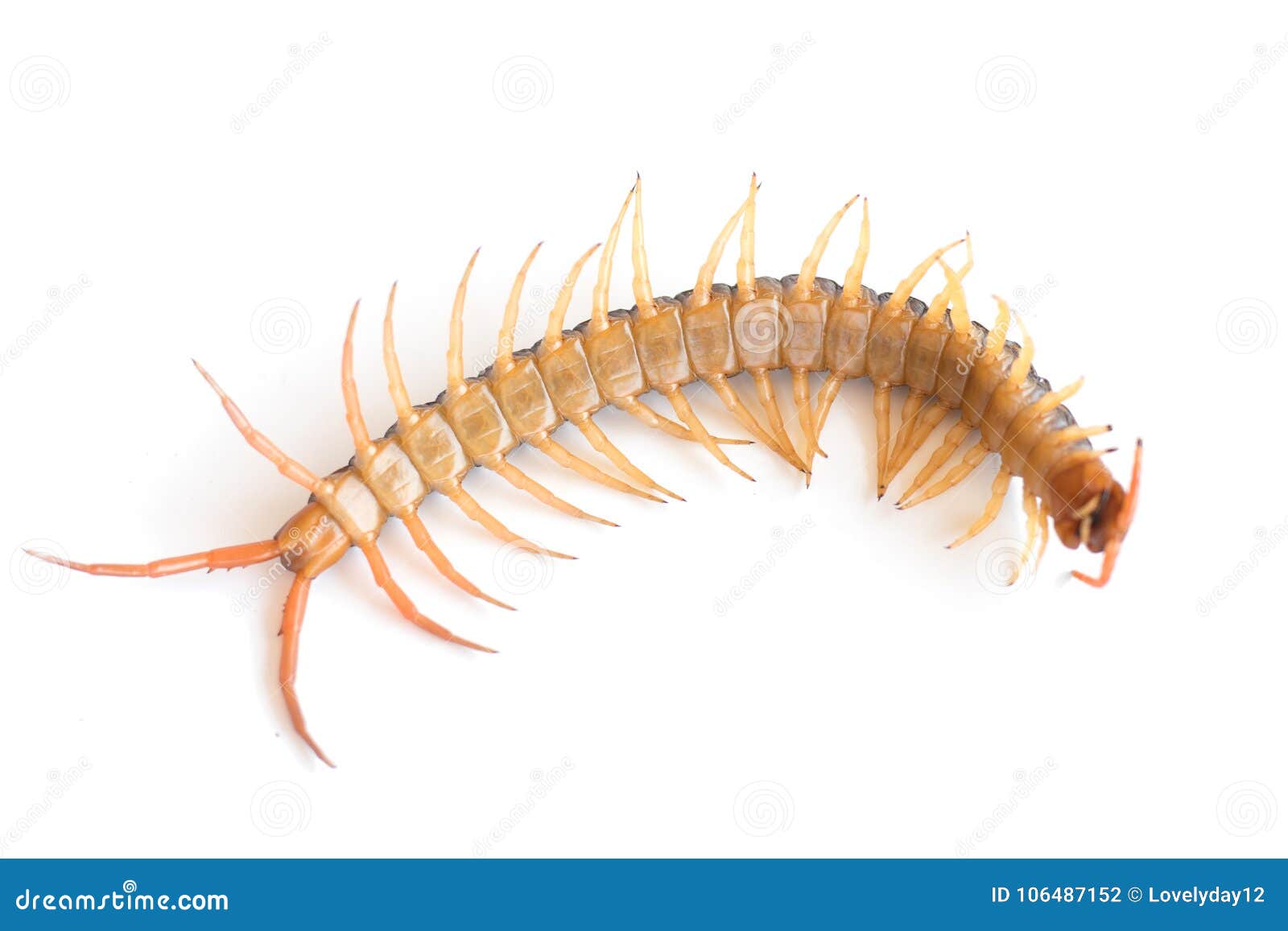 Giant Centipede Scolopendra Insect RoyaltyFree Stock Image