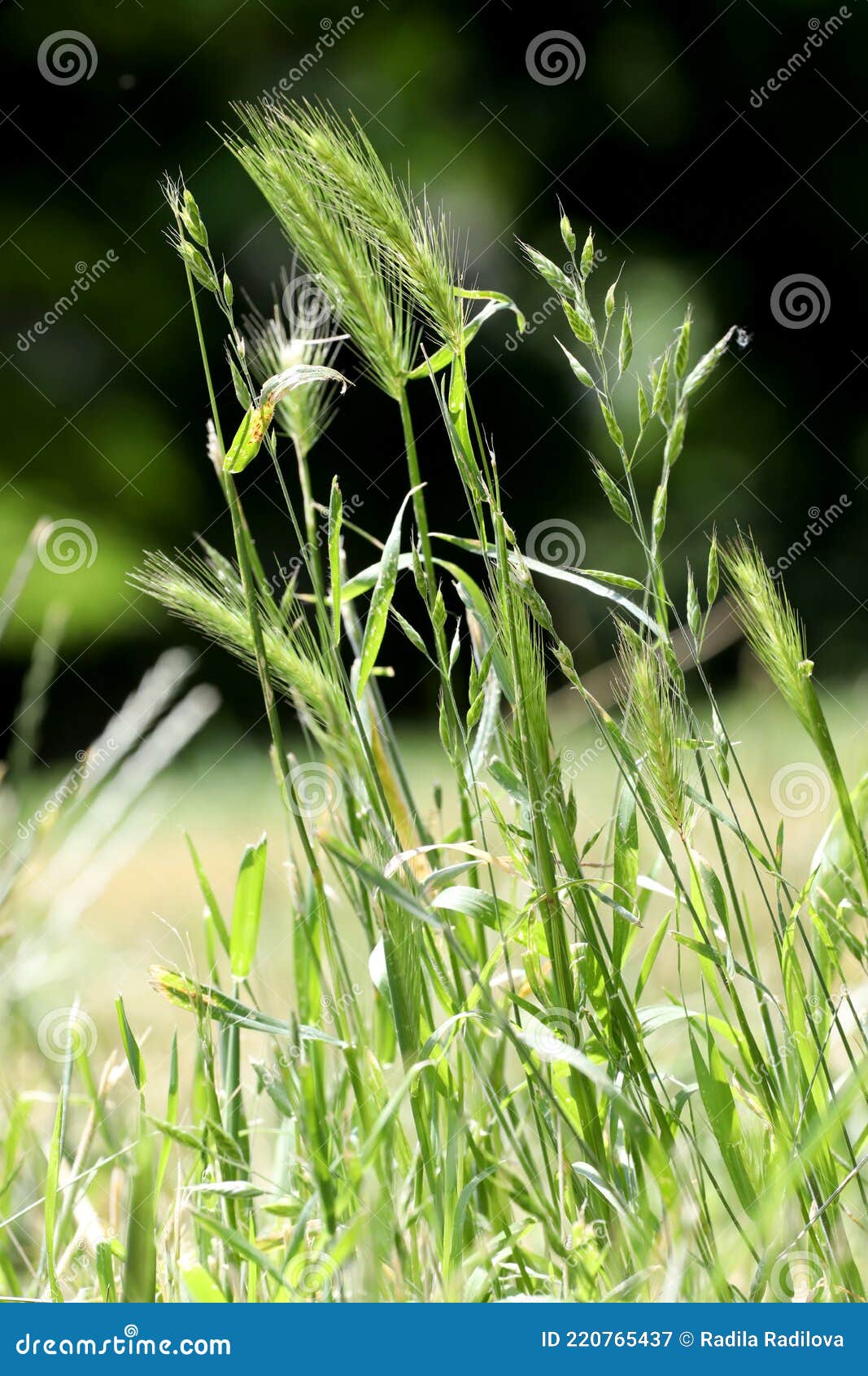 Grass Awns That Can Be Dangerous For Dogs. June Grass Ears Stock Image