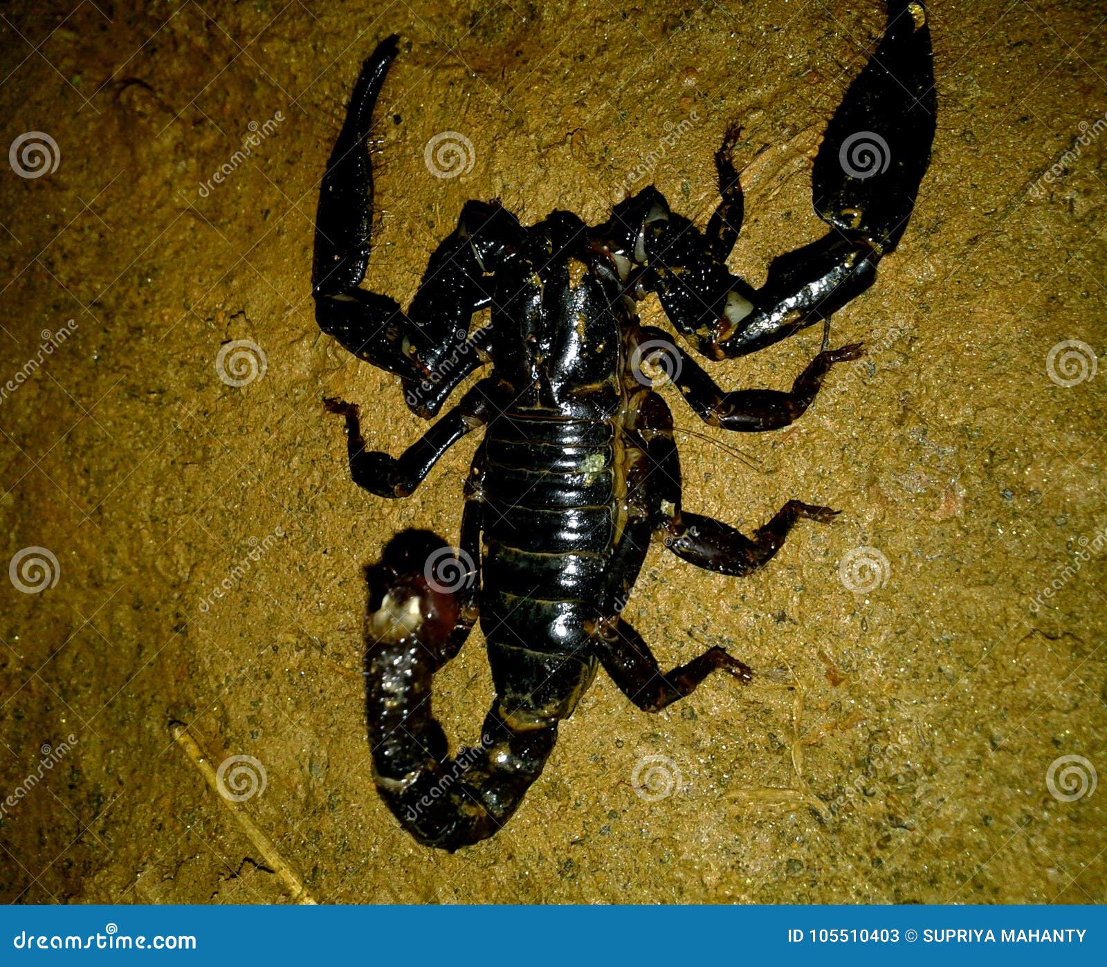 Scorpion King Stock Photos - Free & Royalty-Free Stock Photos from  Dreamstime