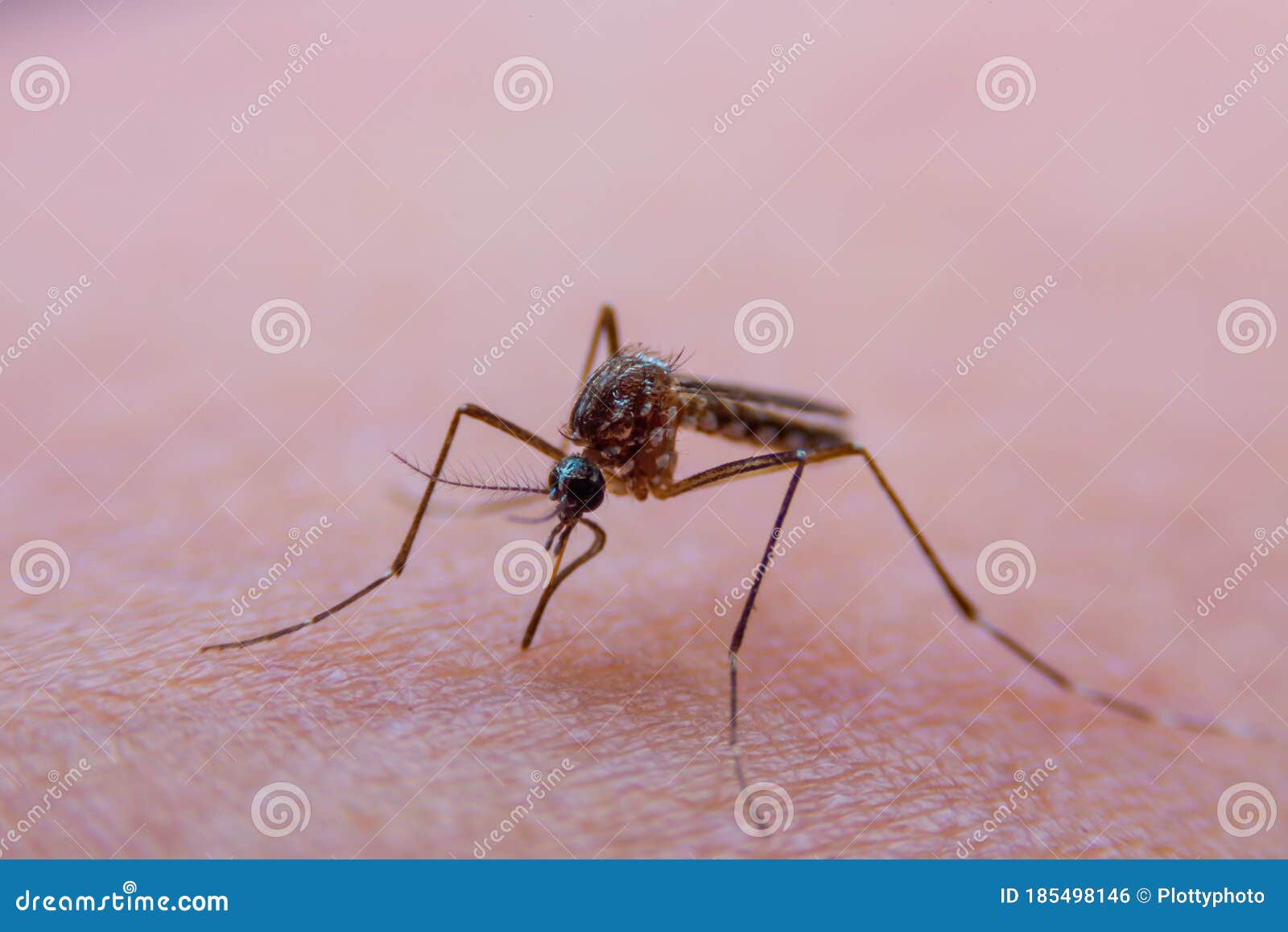 Dangerous Malaria Infected Mosquito Skin Bite Stock Photo Image Of