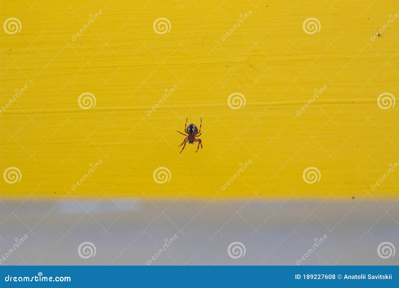 Dangerous Spider in a  on a Yellow Background Stock Photo Image of