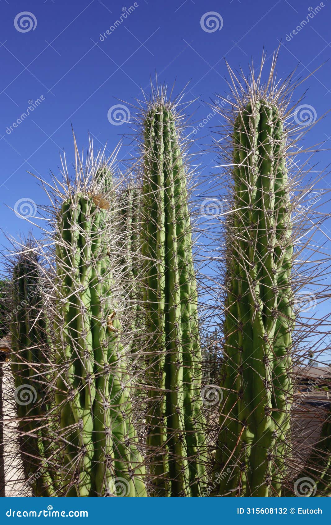 dangerous spines of argentine toothpick or stetsonia coryne cactus, closeup
