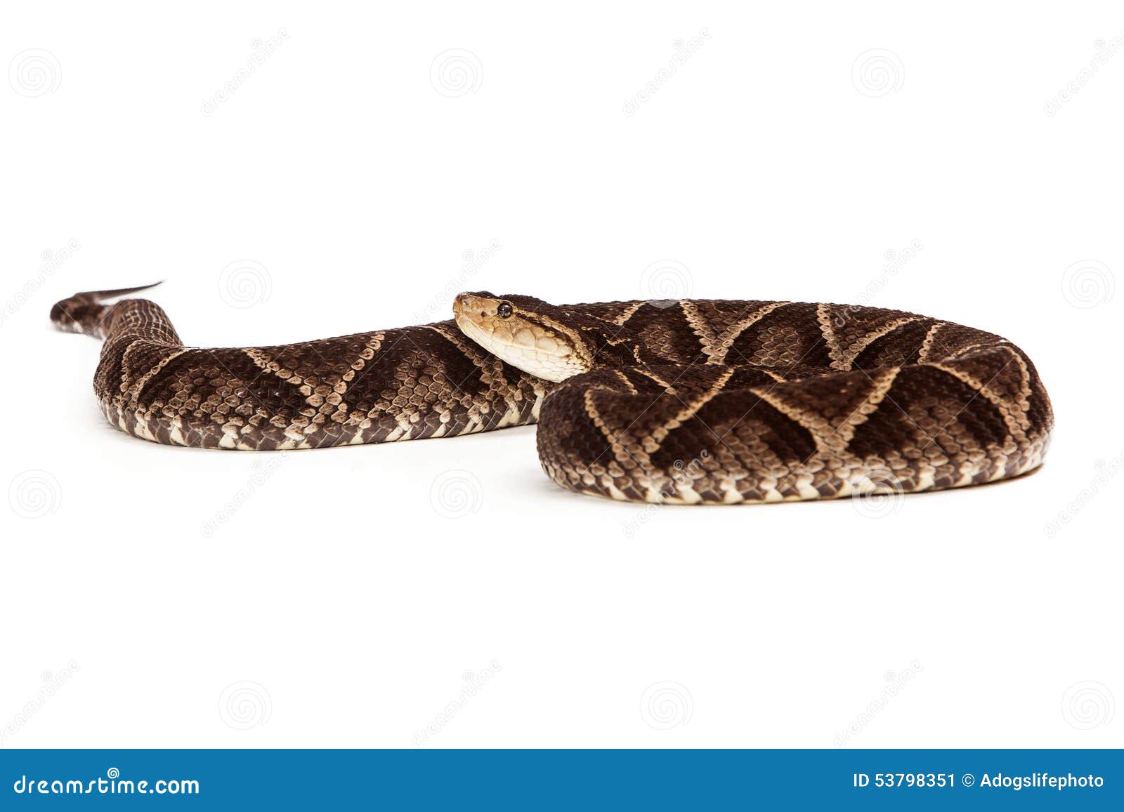 dangerous terciopelo pit viper snake
