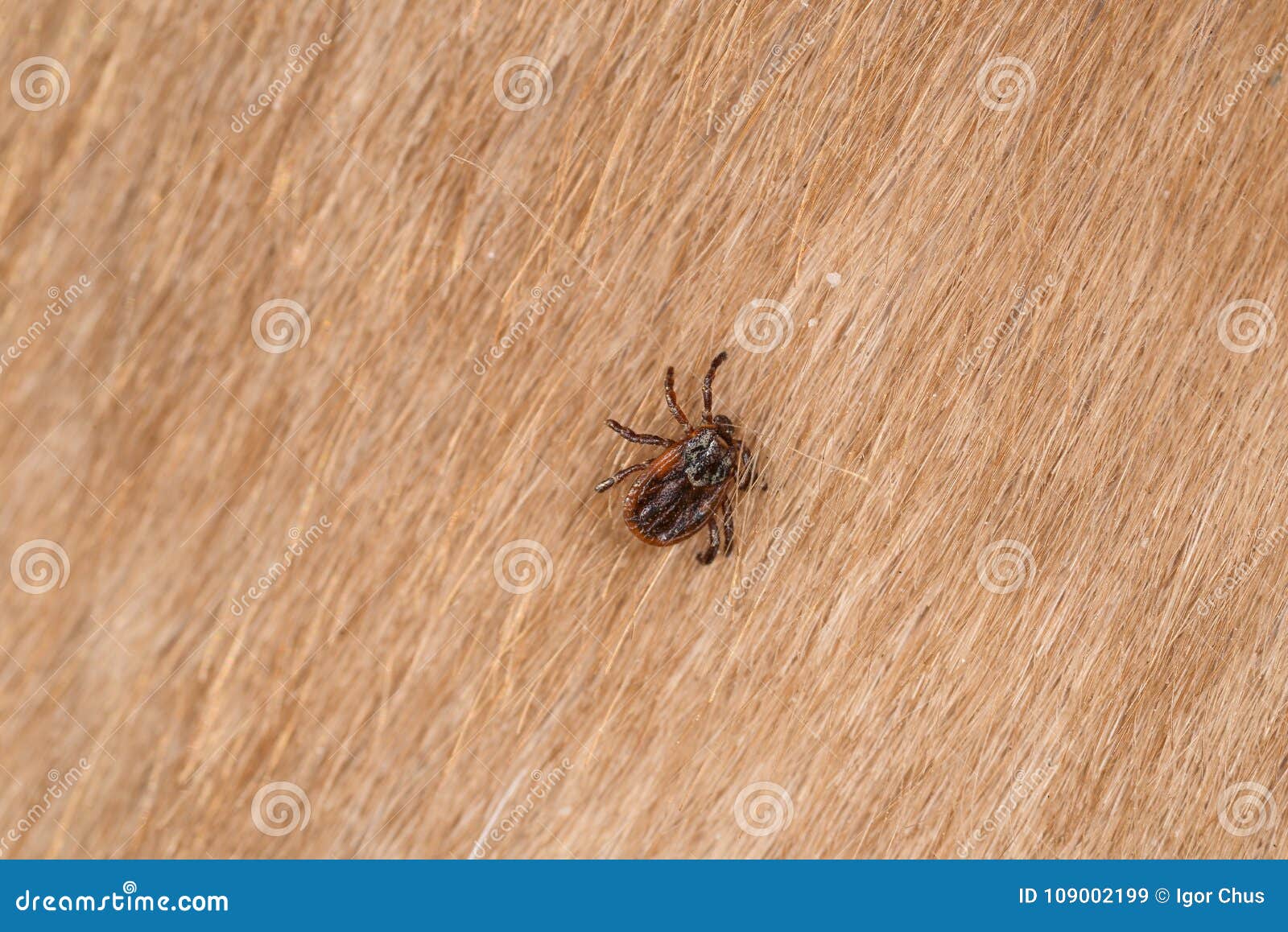 A dangerous tick on skin stock image. Image of arachnid 109002199