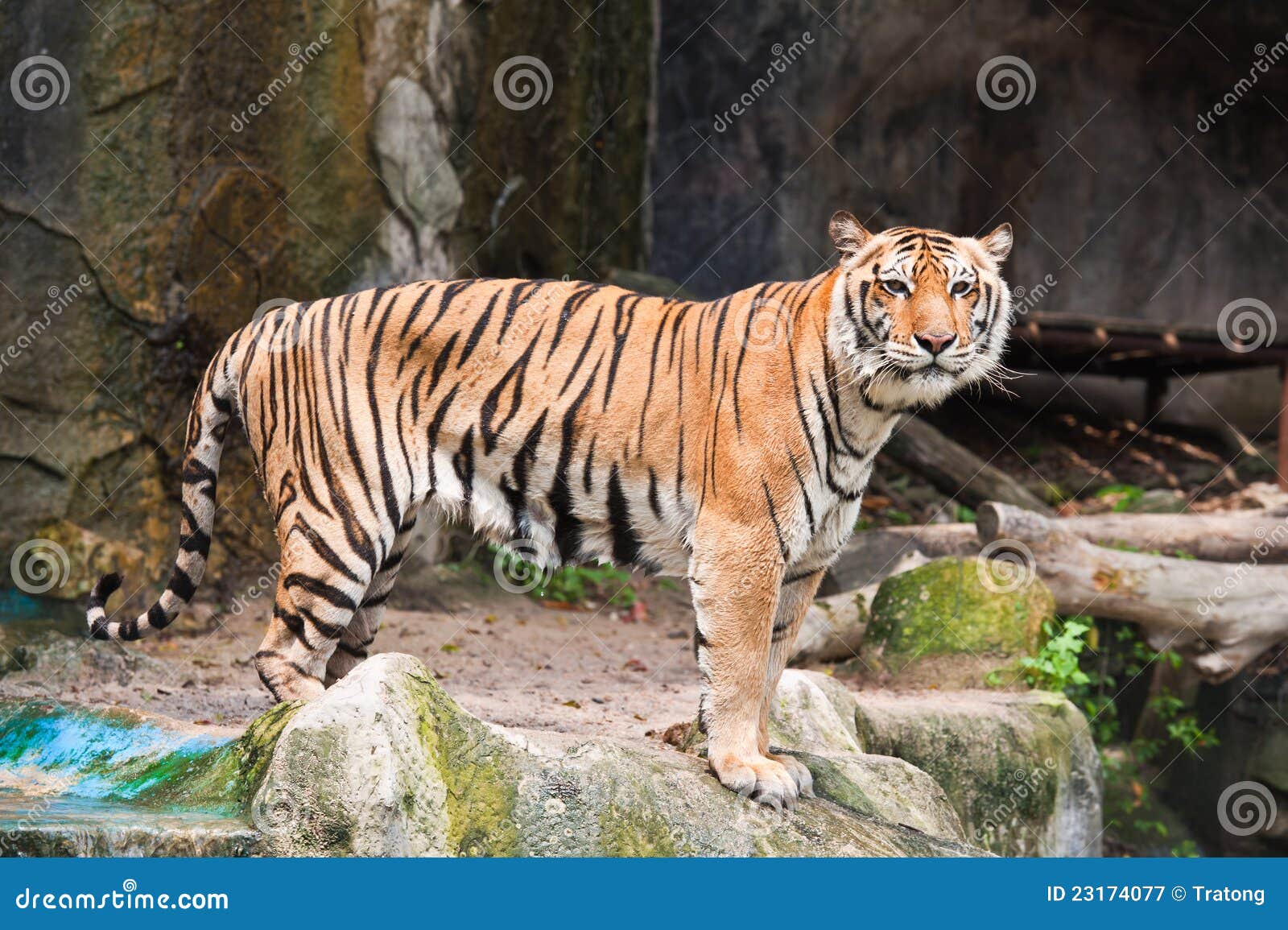 Dangerous Tiger Royalty Free Stock Photography Image 23174077