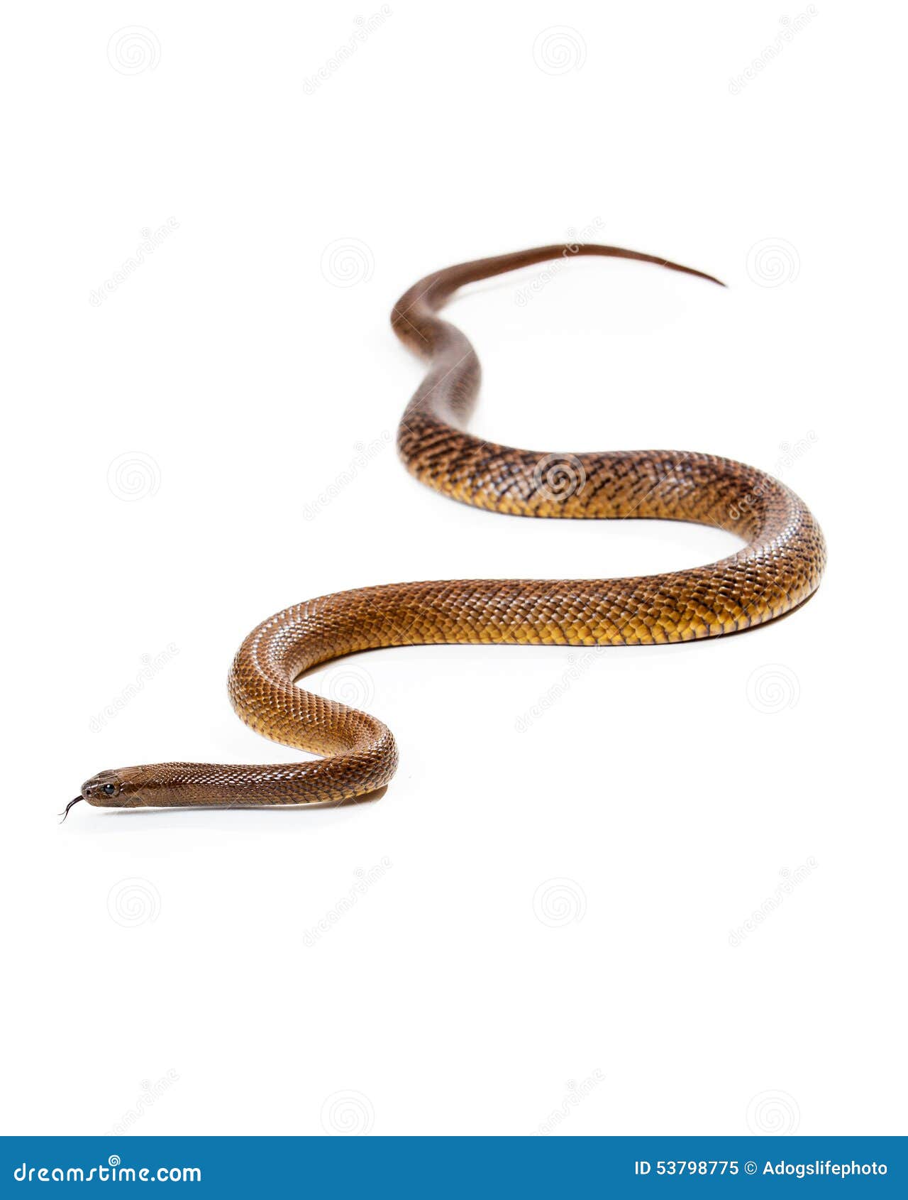 dangerous venomous inland taipan snake