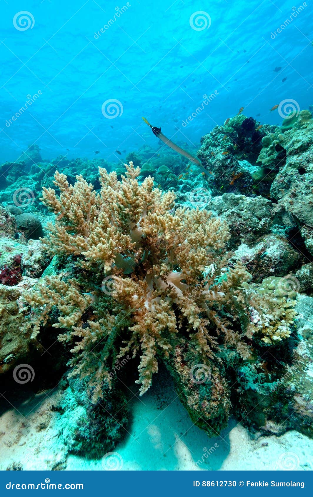 dangerously beautiful aceh indonesia scuba diving