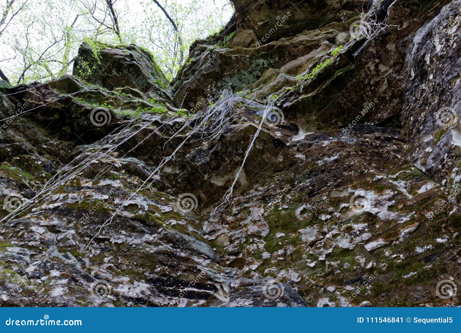 dangling roots from plants and weeds overhead